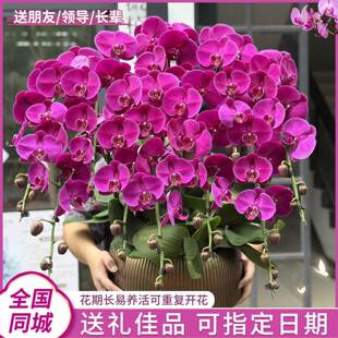 蝴蝶兰盆栽带花特大号真鲜花同城配送精品年宵花开业乔迁深圳北京