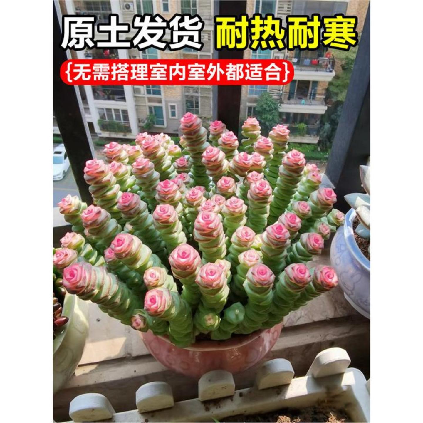 彩色钱串子多肉绿植物室内盆栽多头老桩群生红心钱串四季好养花卉