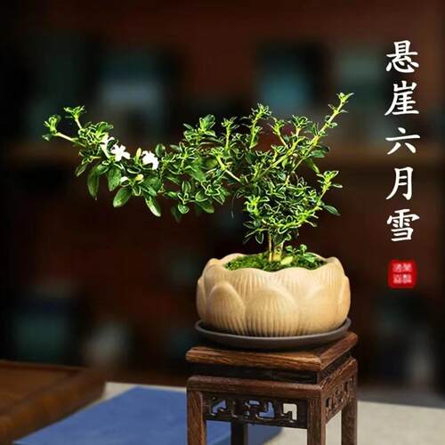 金边六月雪老桩禅意盆景