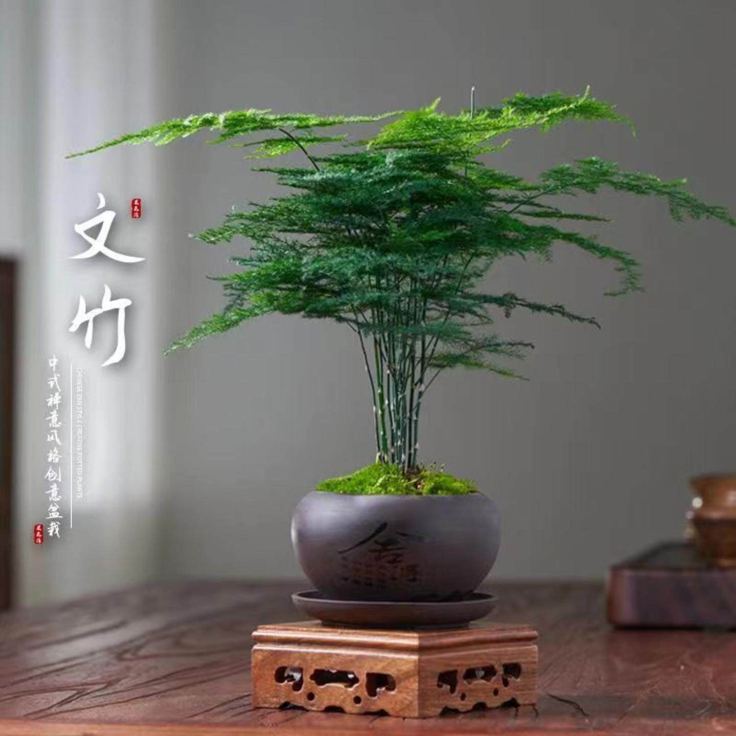 文竹盆栽花卉植物室内办公室水培客厅懒人小绿植大全盆景