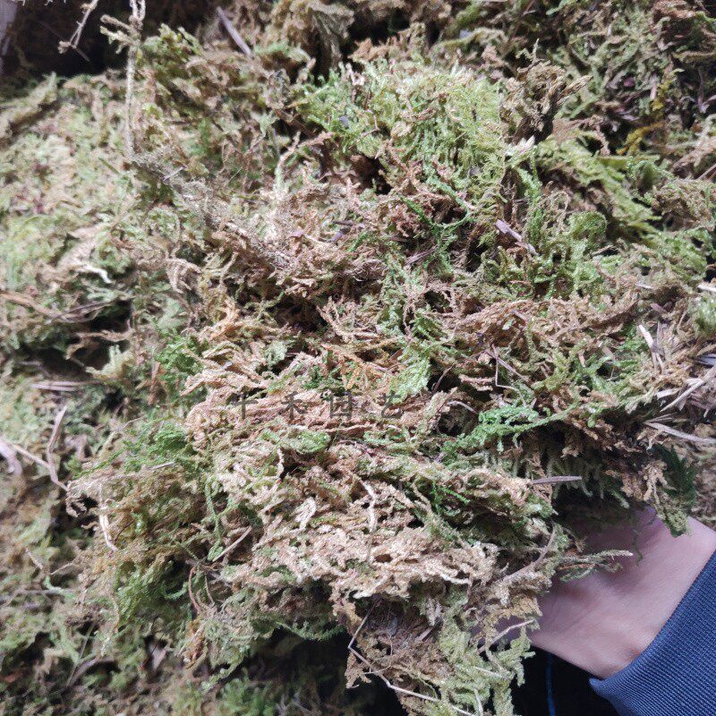 国产绿色干水苔苔藓宠物垫材铁皮石斛蝴蝶兰土兰花土苗木嫁接保湿