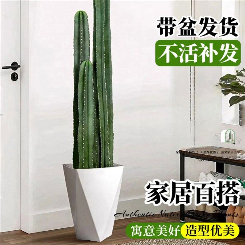 量天尺仙人柱绿植仙人掌盆栽室内客厅办公室落地大型多肉植物好养