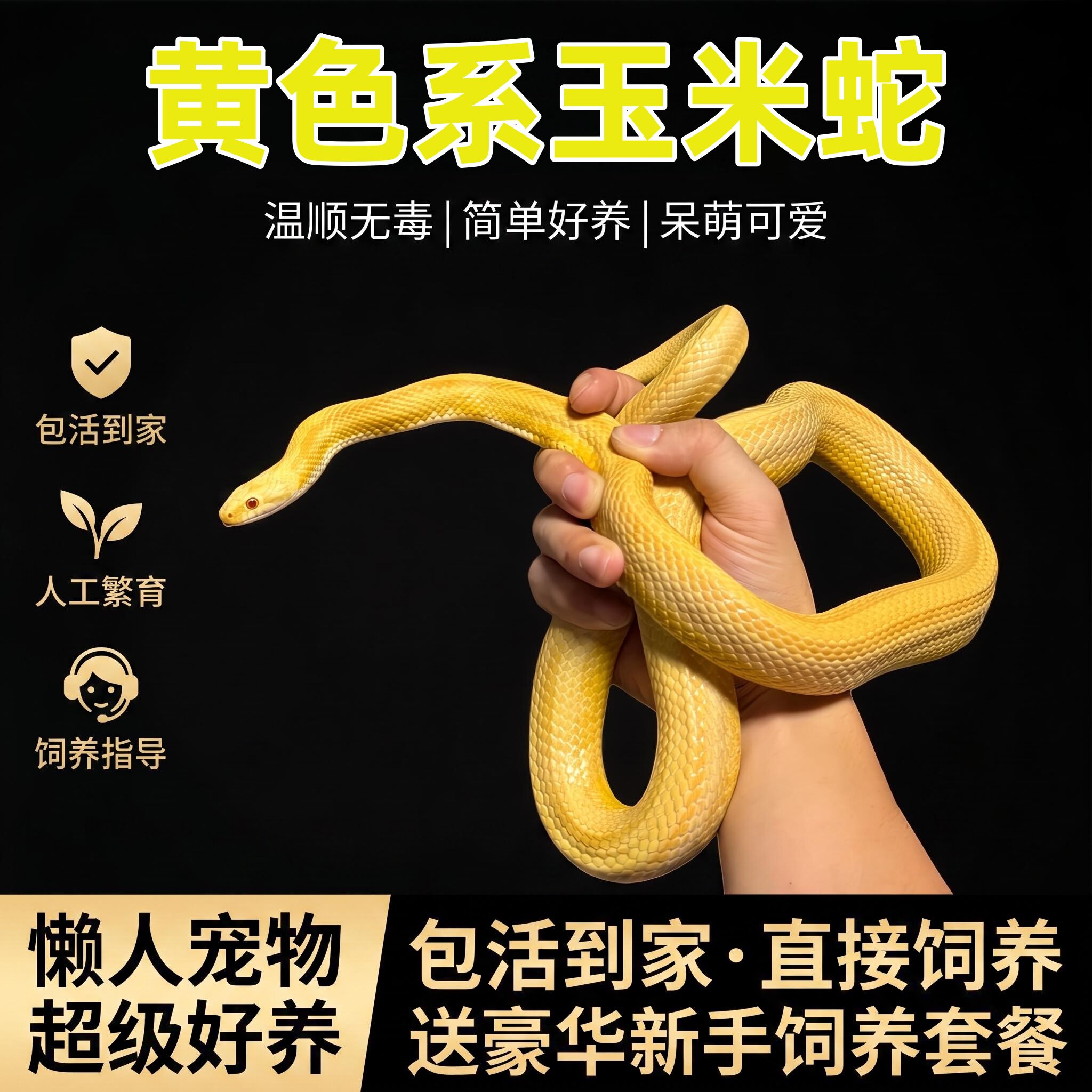 通体亮黄玉米蛇活体温顺新手友好