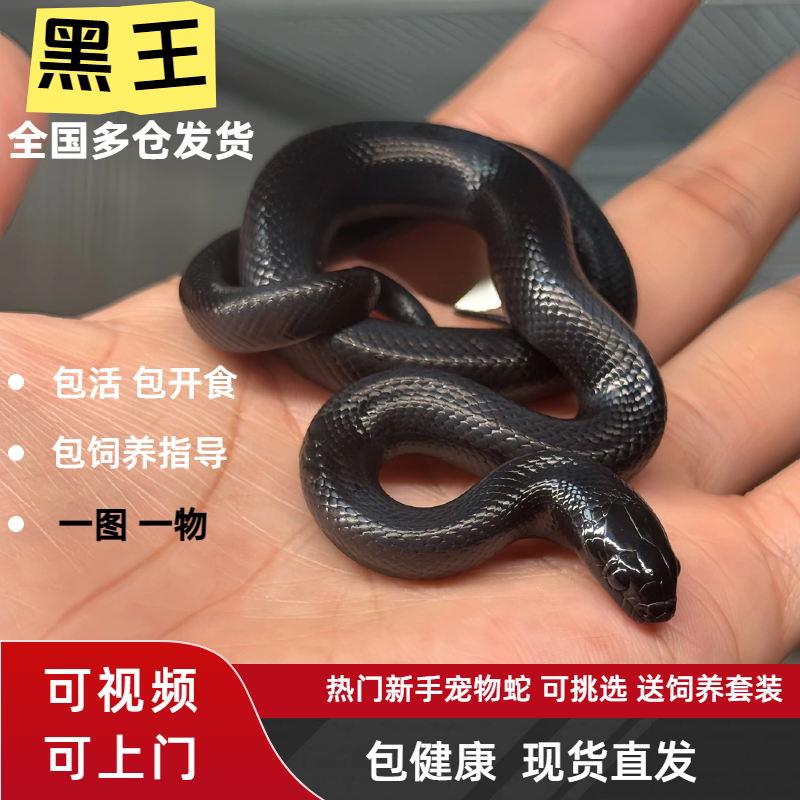 活体墨西哥黑王蛇温顺无毒可上手