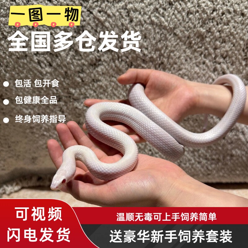 宠物蛇活体温顺包活包健康玉米蛇