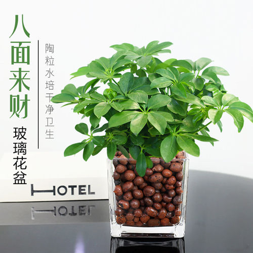 八面来财盆栽七叶莲招树鸭