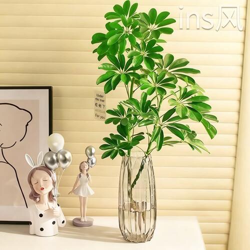 水培植物鸭脚木盆栽八方来