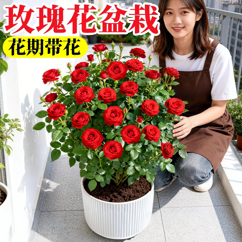 玫瑰花盆栽带苞卉绿植果汁图片
