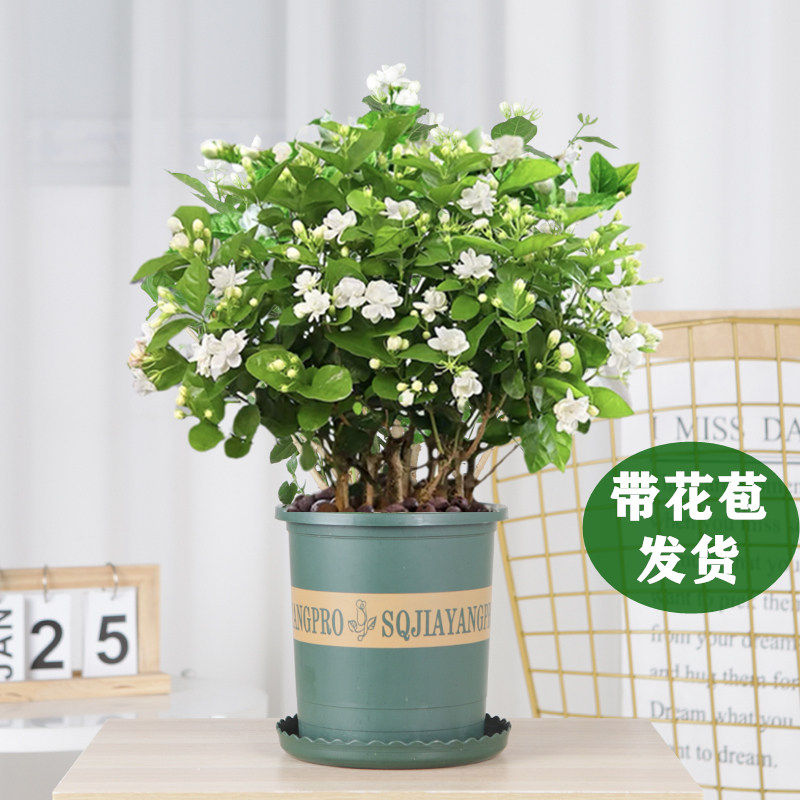 茉莉花苗盆栽带苞栀子卉植图片