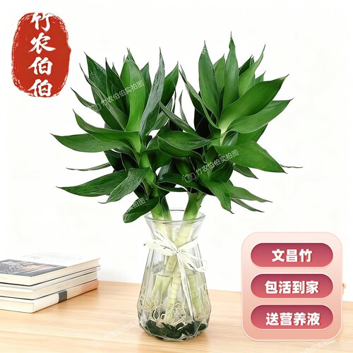 4支文昌竹3水培带根5好养6书房小型绿植物办公桌面水养观音富贵竹