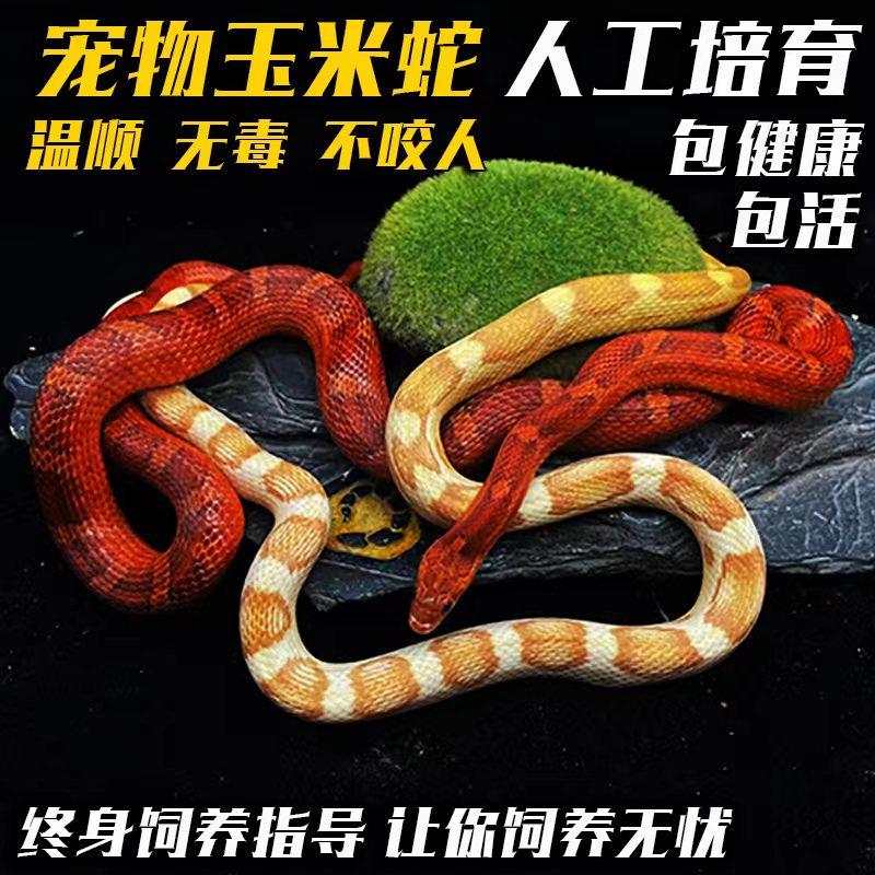 玉米蛇宠物蛇活体真蛇无毒可上手暴风雪黑王奶昔雪白猪鼻加州王蛇,宠物/宠物食品及用品,宠物蛇,淘宝优惠券,粉丝福利购,淘宝优惠卷