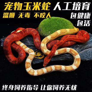 玉米蛇宠物蛇活体真蛇无毒可上手暴风雪黑王奶昔雪白猪鼻加州王蛇