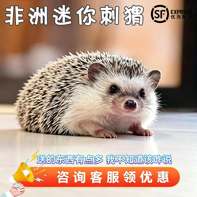 宠物刺猬已打疫苗纯种非洲迷你刺特色爬宠/鸣虫