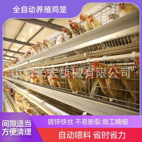 肉鸡H型鸡笼鸽子笼蛋鸡笼养殖场层叠式自动肉鸡A型鸡笼多层鹌鹑笼