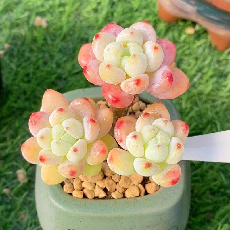 劳尔带尔多香味多肉植物群生多头罗琦办公室盆栽绿植花卉防辐射