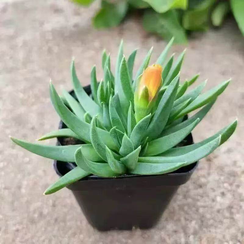 黄花照波多肉植物肉肉电脑桌面绿植花卉鲜花盆栽四季开花阳台摆件