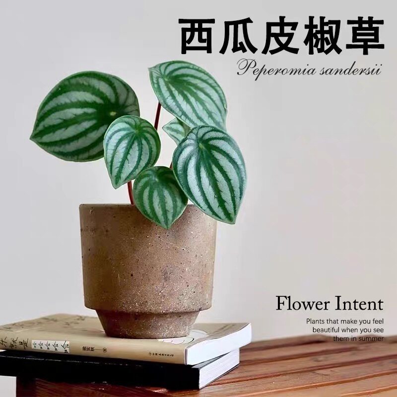风西瓜皮椒草圆叶盆栽四季好养