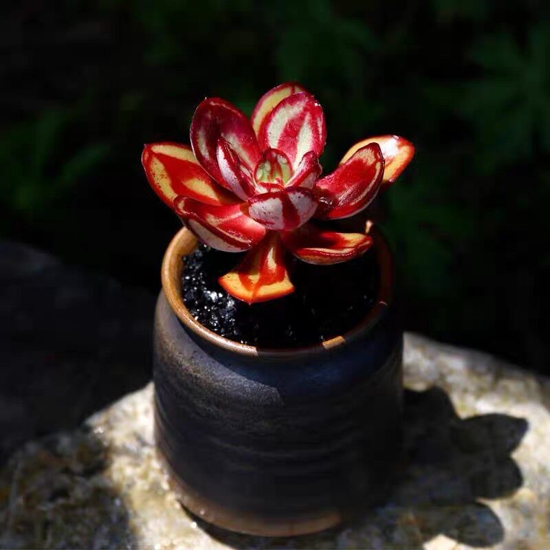 多肉植物 丸叶红司龙骨红丝云南基地直发奇趣品种花卉盆栽好养活