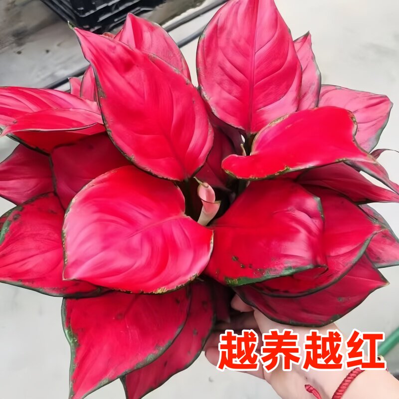 吉利红盆栽如意皇后室内客厅花卉桌面绿植