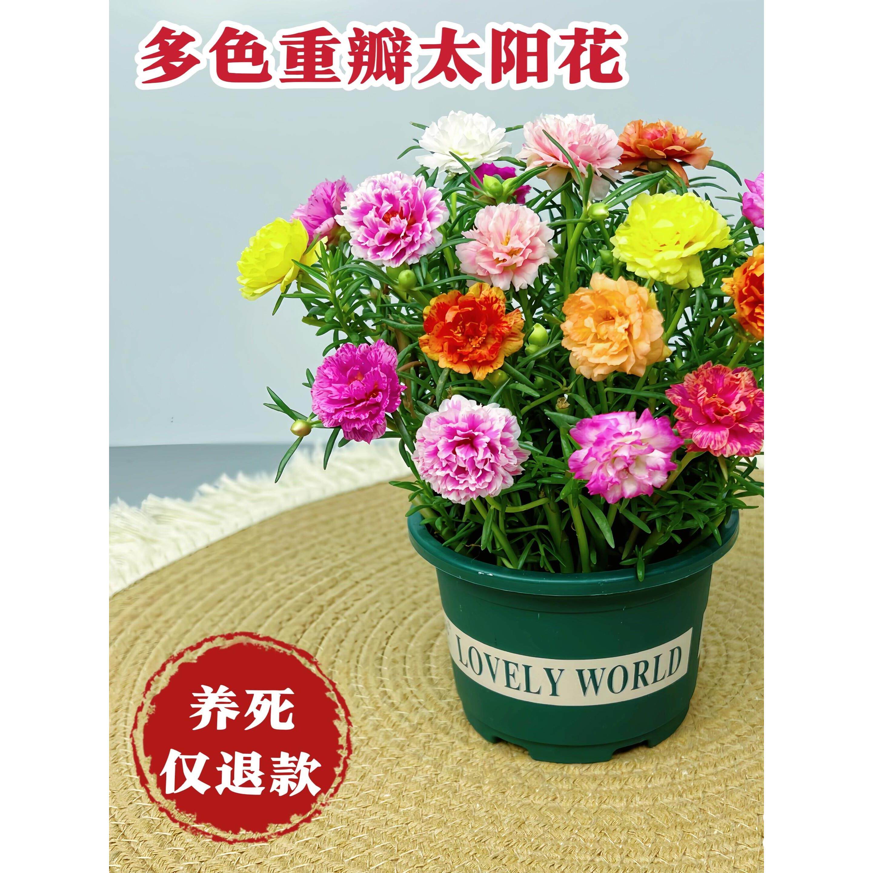 重瓣太阳花苗多色带根混色马齿笕向日葵/太阳花