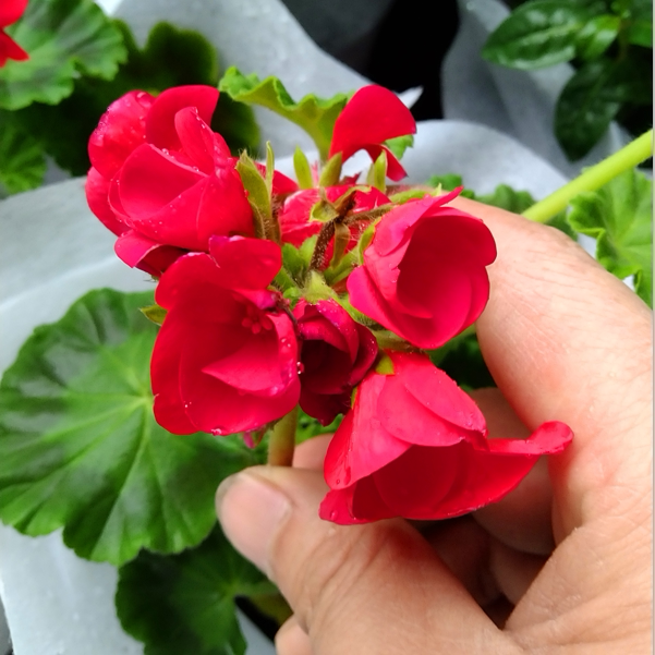 四季常青盆栽花苗好养易活开花