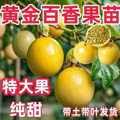 纯甜黄金9号百香果树苗批发四季结果嫁接苗阳台庭院爬藤盆栽