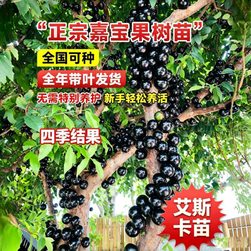 嘉宝果树苗特级沙巴四季艾斯卡阳台庭院盆栽地栽南北种植大果
