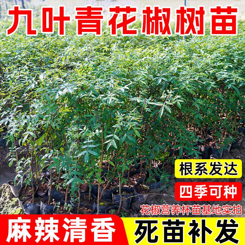 【基地直发】正宗九叶青花椒苗果树苗地栽大红袍花椒苗带土叶麻椒