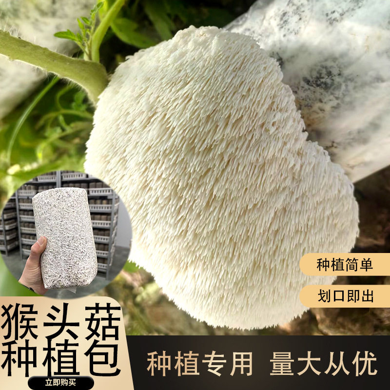 蘑菇种植菌包家庭蘑菇种植包室内种植食用菌基地种植菌棒菌CX