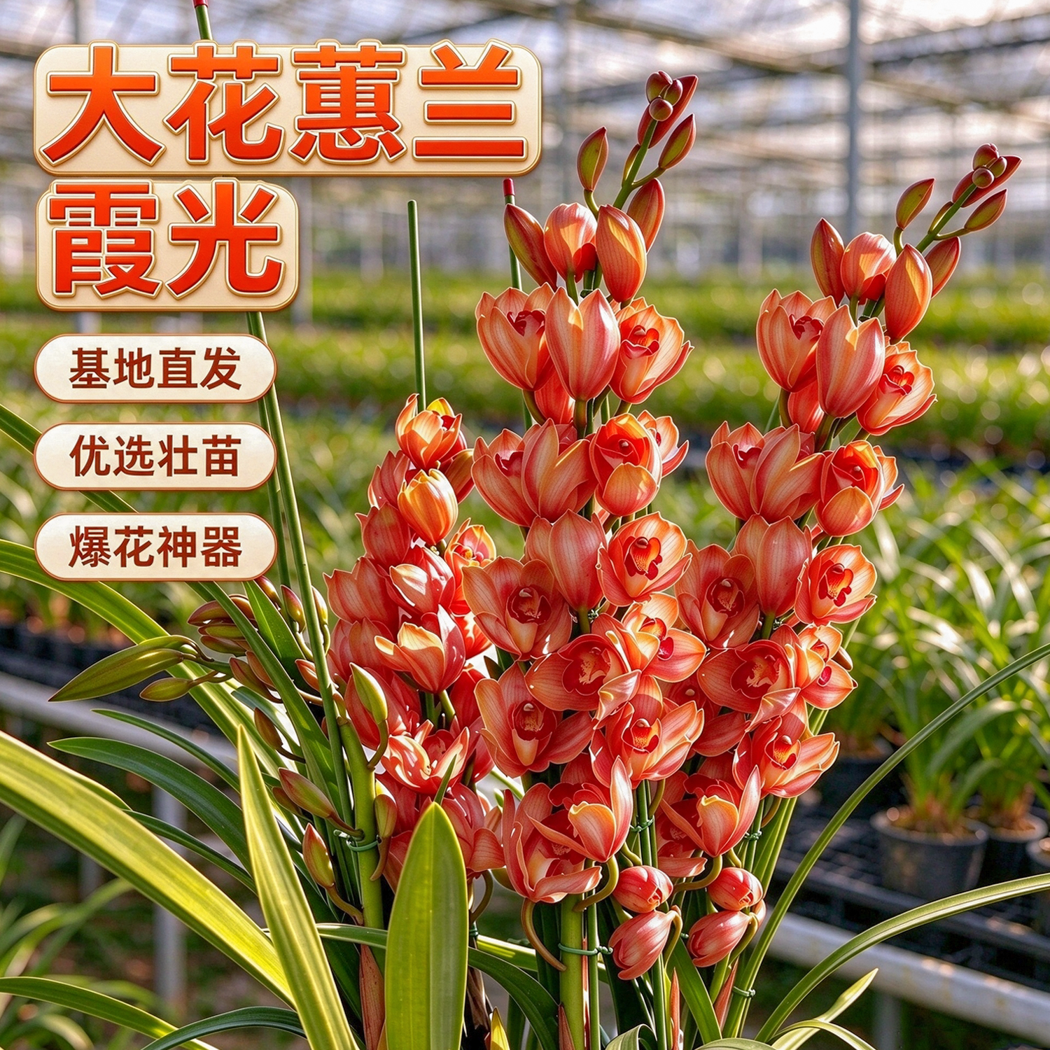 大花蕙兰 霞光 橙红色喜庆大气花量大室内客厅年宵花新手好养盆栽