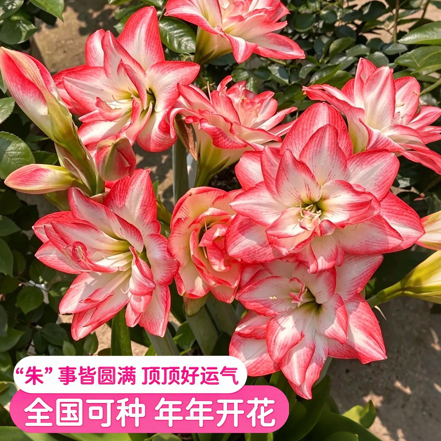 进口朱顶红种球重瓣大花 室内阳台盆栽年宵花好养易活球根花卉