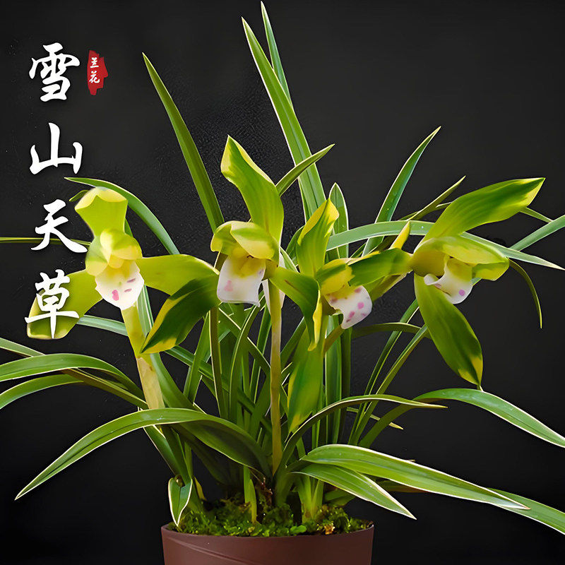春兰雪山天草兰花盆栽现带花苞浓香型室内外办公室阳台花卉绿植