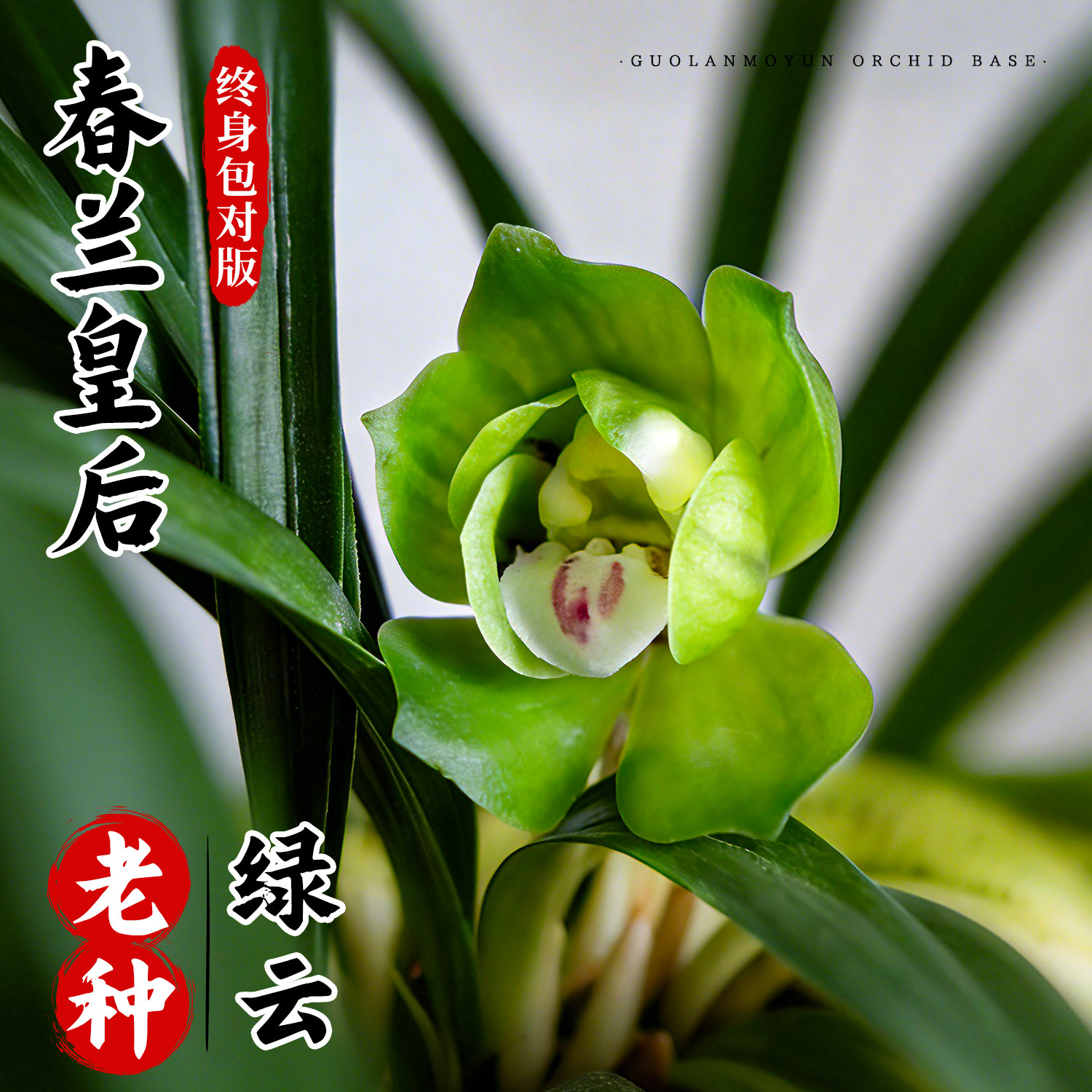 国兰墨韵矮种皇后绿云兰花铭品浓香型精品高档兰花盆栽好养花卉
