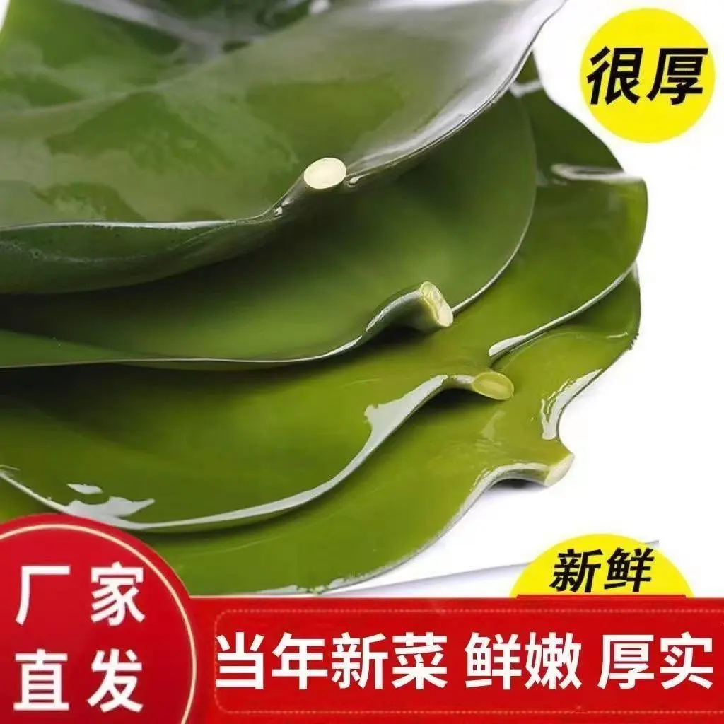 盐渍海带头_霞浦特产_火锅食材_水产有机鲜海带头X
