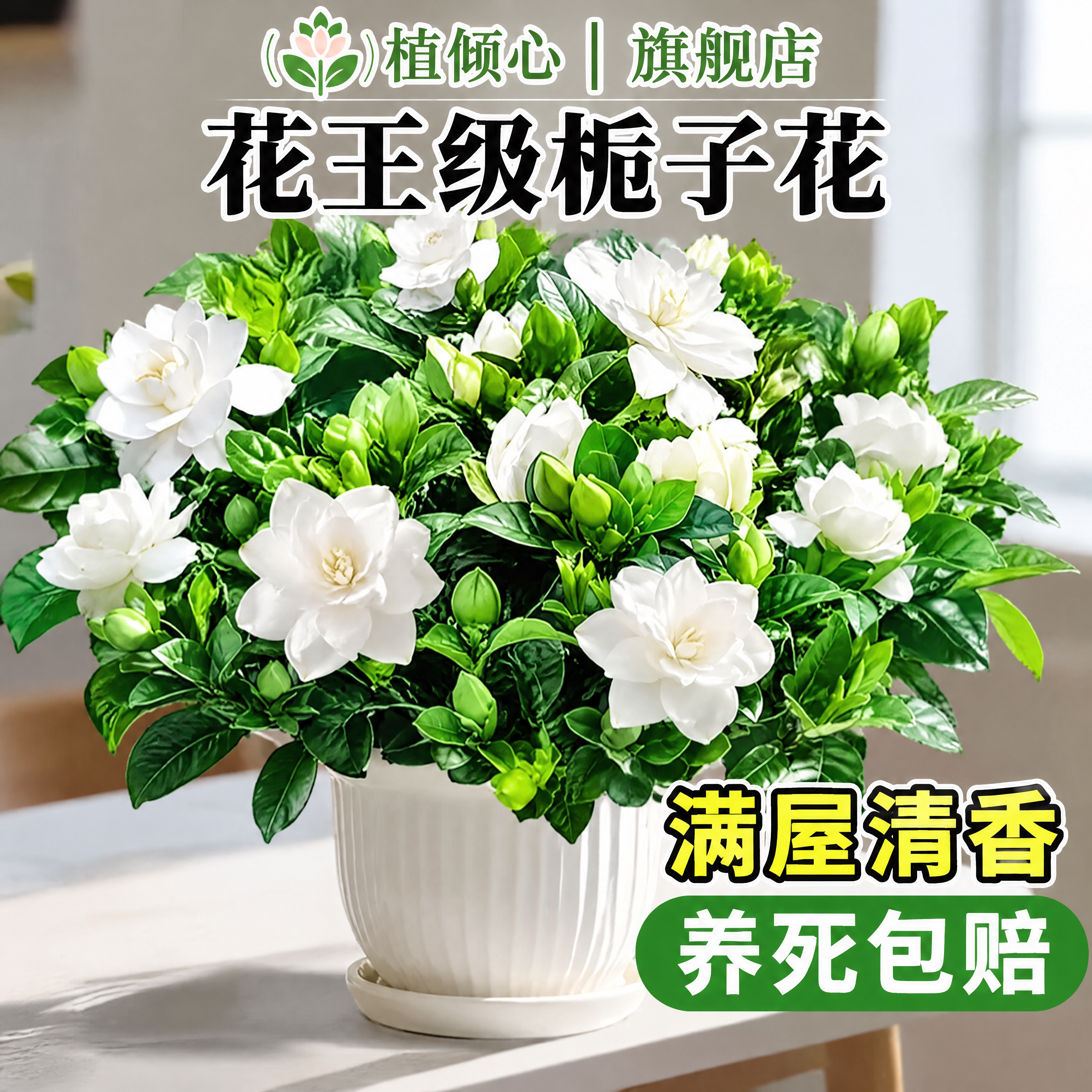 栀子花盆栽树苗四季开花老桩大树水培大叶鲜花香水花盆好养客厅卧
