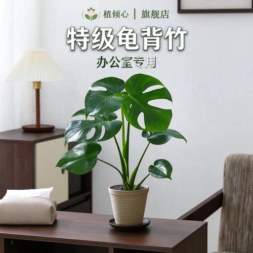 龟背竹水培老桩客厅落地净化空气