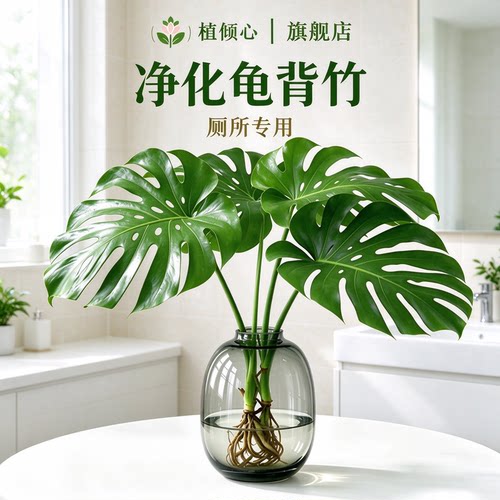 龟背竹水培老桩客厅落地净化空气