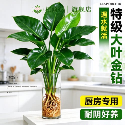 大叶金钻水培带苞净化空气