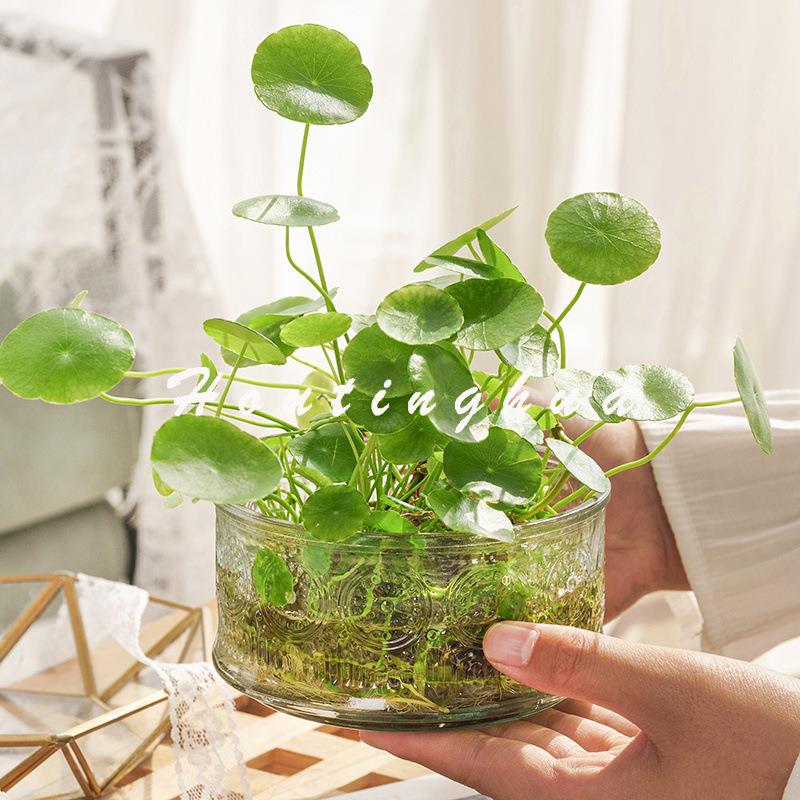 水培花盆铜钱草简约创意玻璃花瓶透明玻璃瓶办公桌植物室内小绿植