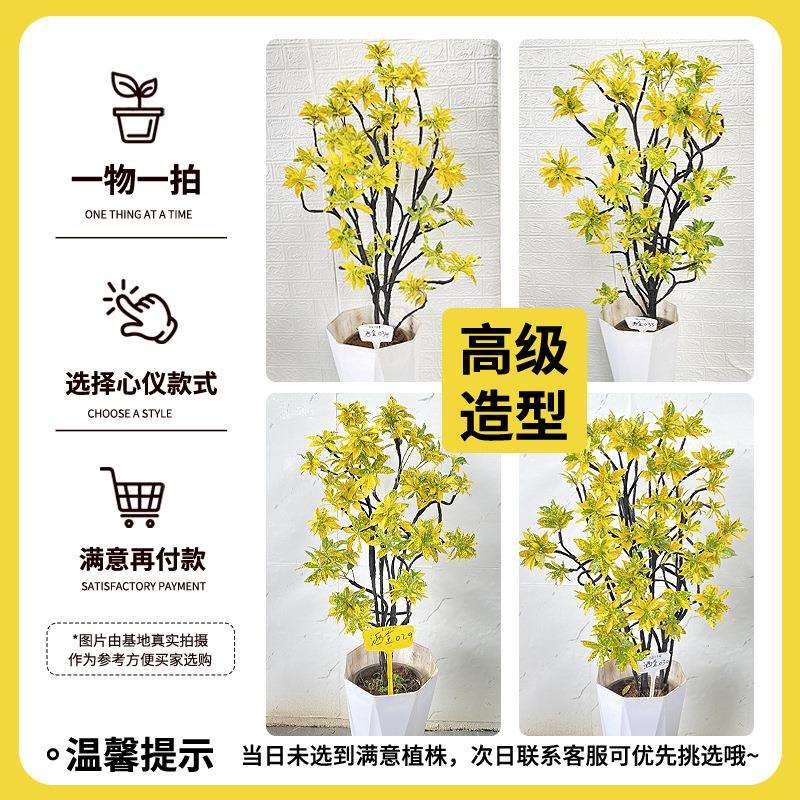 洒金榕盆栽绿植室内大型植物旺宅树客厅落地大号真花黄金万两禄植