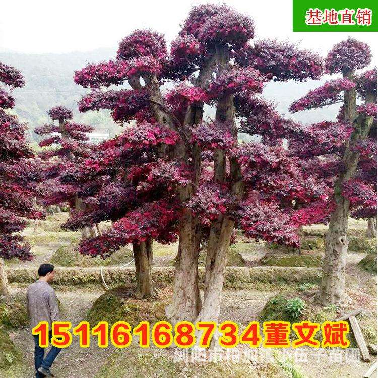 红花继木桩景 精品园林工程绿化苗木庭院造型种植 基地直销