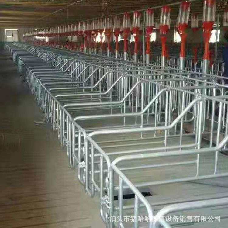 母猪定位栏 育肥 落地式 猪用限位栏 分娩栏立式