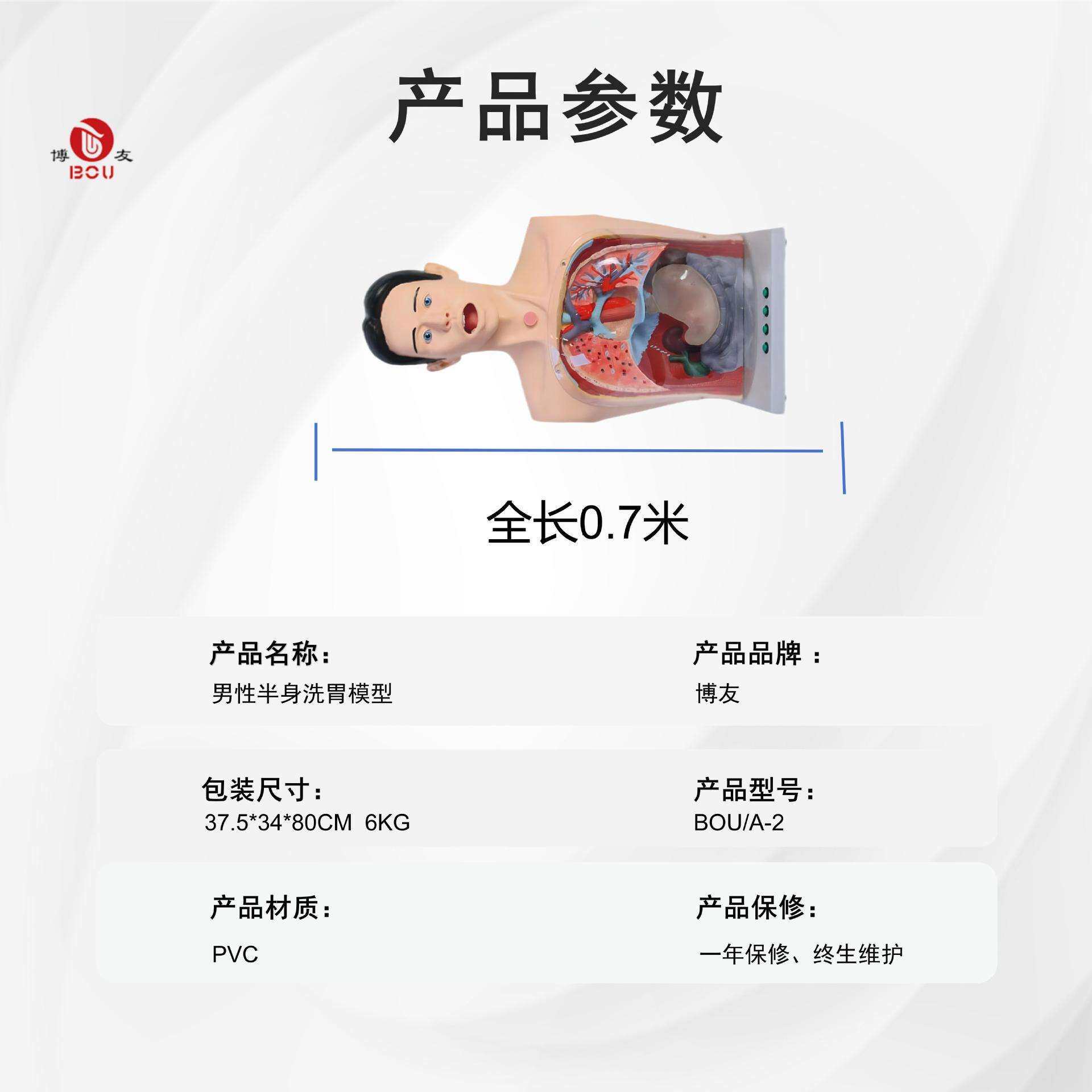 博友男性半身洗胃模型 男性胃肠减压经口鼻洗胃器洗胃法模拟人