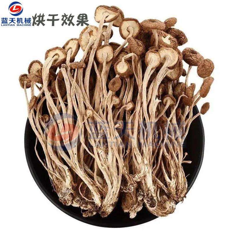 茶树菇烘干机 小型全自动杨树菇茶薪菇烘干箱 茶树菇干烘干机设备