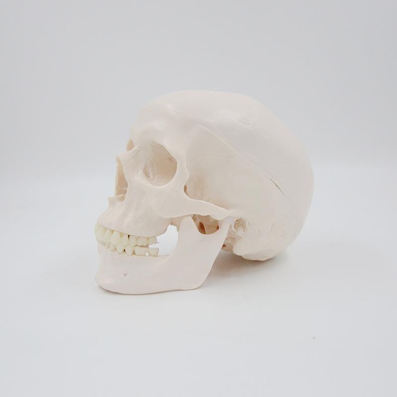 PNT-0150B白头骨B 树脂工艺品1:1骷髅头模型 美术骷髅头雕塑摆件