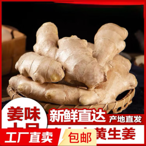 正宗现挖山东生姜老姜大姜新鲜农家黄姜月子干姜农家种植姜块