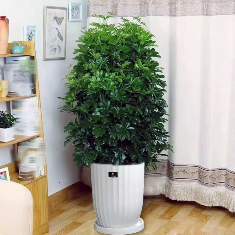 【吸甲醛】室内绿植鸭脚木盆栽八方来财招财树水培花卉植物好养活