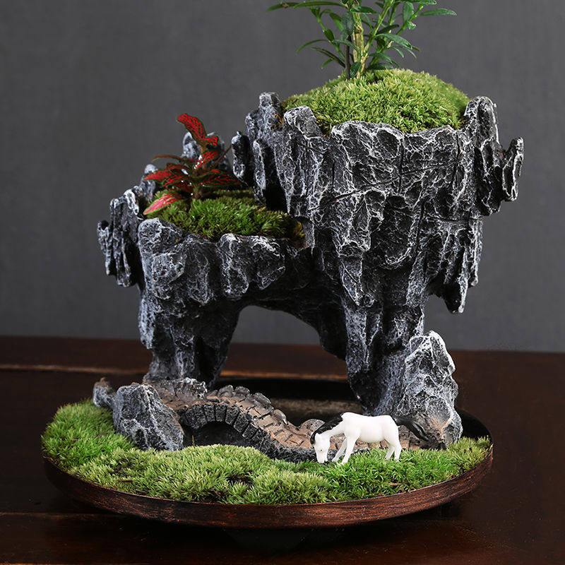 黄杨盆栽植物室内桌面文竹盆景绿植造景客厅花卉四季常青净化空气