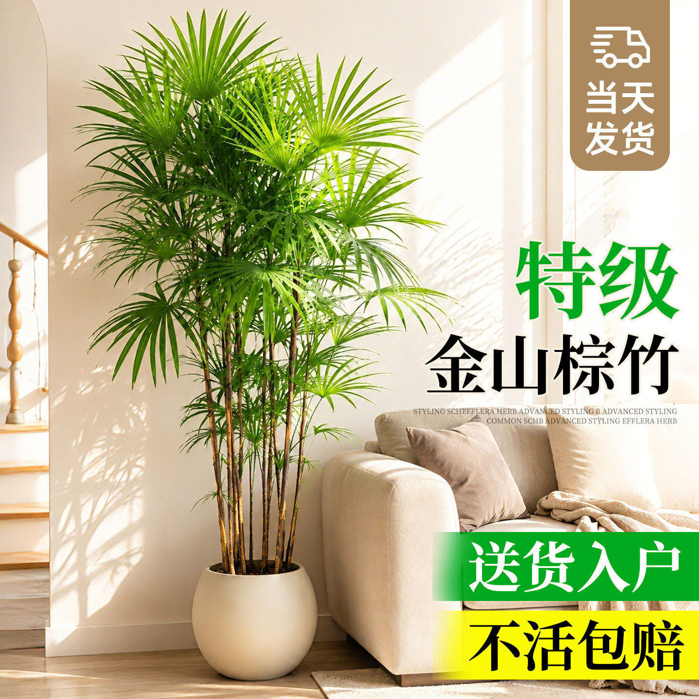 金山棕竹盆栽室内大型绿植高端大气客厅植物落地四季好养竹子花卉