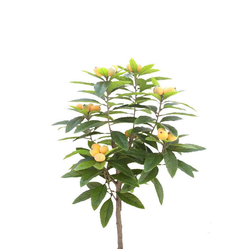 仿真植物四叉枇杷叶树摄影背景叶子落地盆景枇杷树客厅厂家